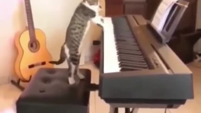 Masti time cat funny videos