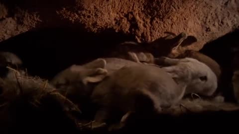 Burrowers: Animals Underground - Baby Rabbits | Wildlife Documentary