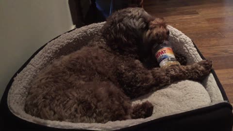 Labradoodle enjoying a peanut butter pot