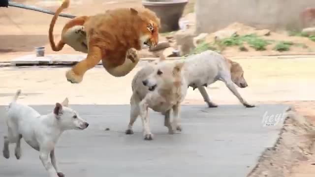 Fake Big Lion Prank Dog