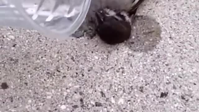 Beautiful bird
