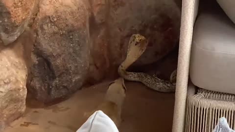 Yellow Mangoose Vs Snake Fight