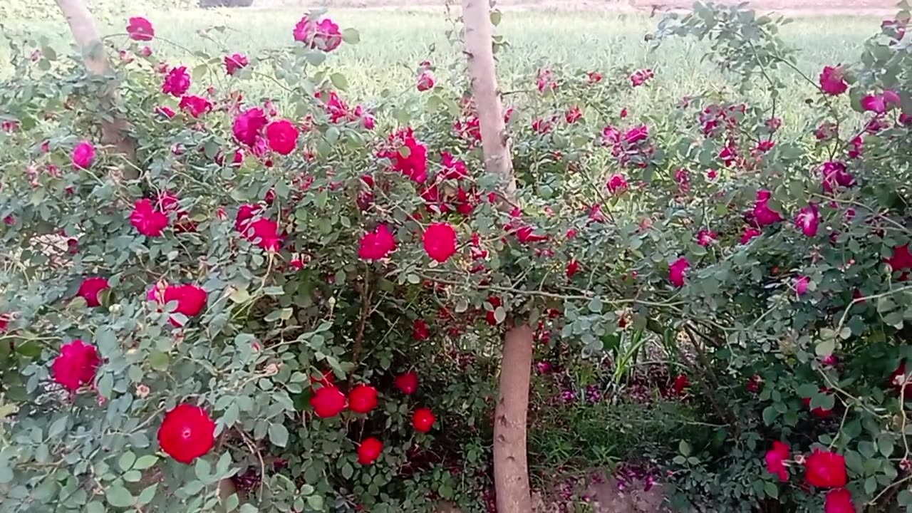 Beautiful natural seen beautiful flowers Red Rose