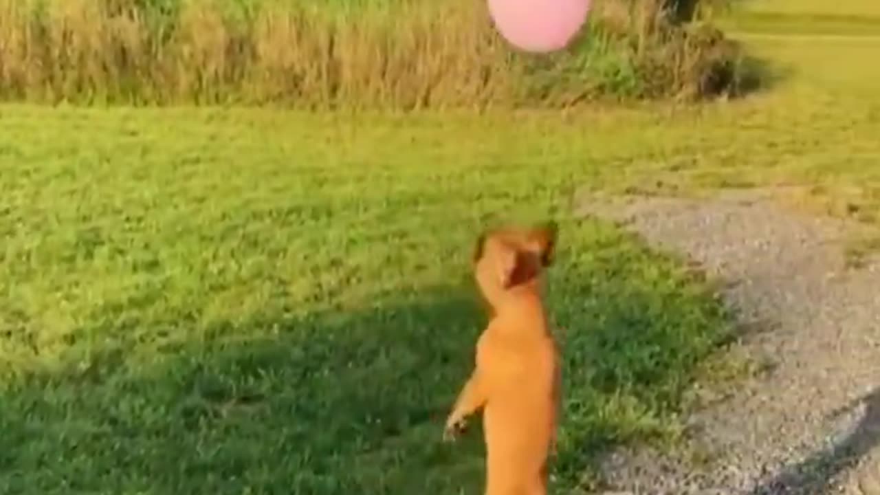 New Funny Cats and Dogs Videos | Funniest Animal Videos 2023 | FUNNY CAT VIDEO | FUNNY DOG VIDEO #74