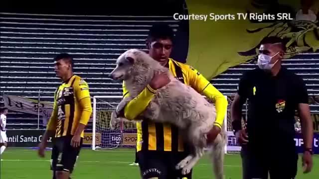 Reuters Videos Dog invades soccer match in Bolivia