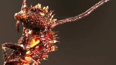 The Zombie Ant Fungus