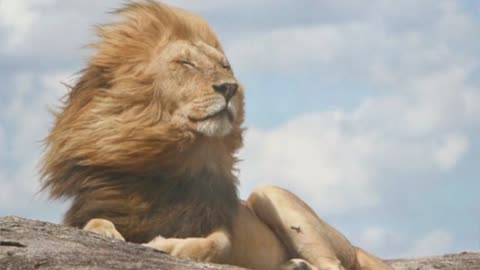 Lion Meditating 😁