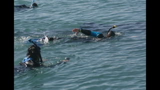 Whale Sharks, Dolphins, Sea Lions in La Paz