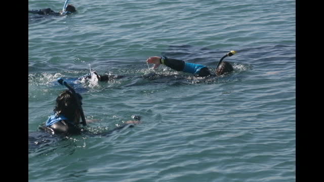 Whale Sharks, Dolphins, Sea Lions in La Paz