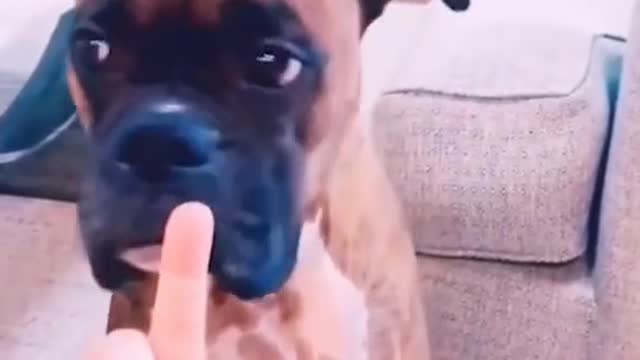 Dog reaction to middle finger.