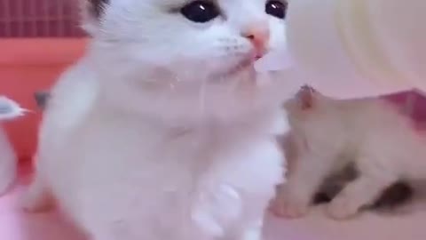 OMG So Cute Cats ♥ Best Funny Cat ❤️🐈Videos 2021 #shorts