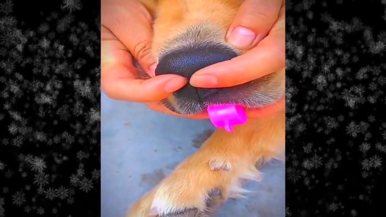 Funny Cats & Dogs Videos 2024