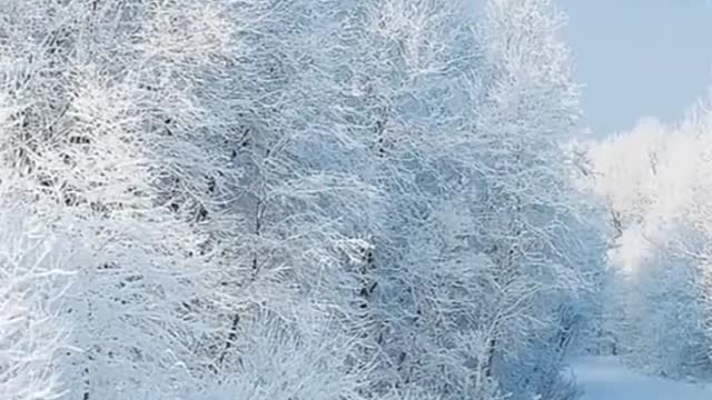 Beautiful snow.mp4