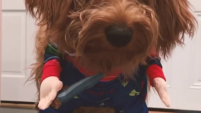 Silly dog ​​decides to wear Halloween uniform