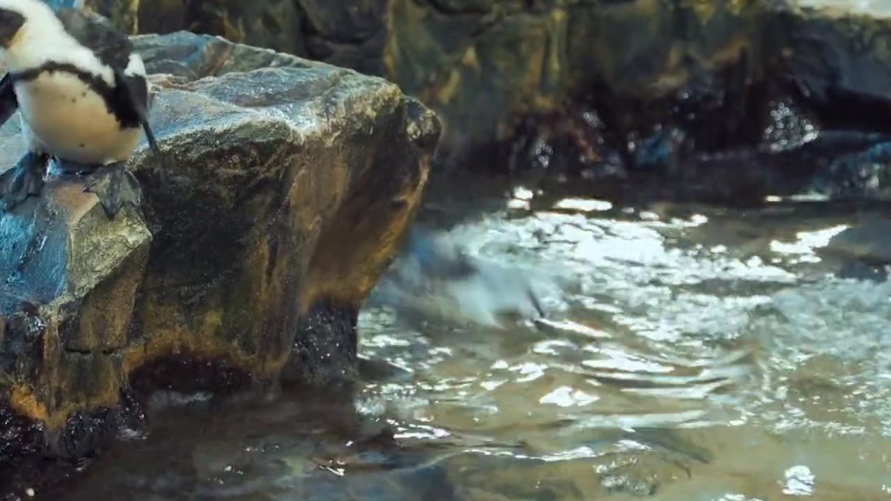 Animal videoπ₯π₯π₯π₯π₯π₯