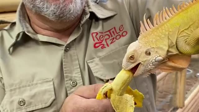 Albino Iguana