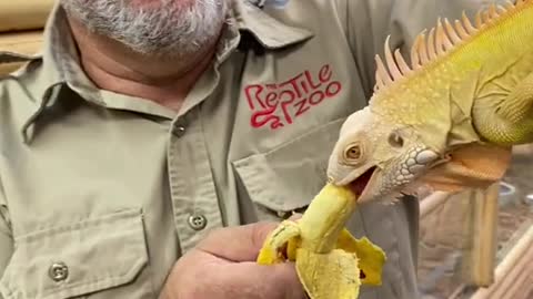 Albino Iguana