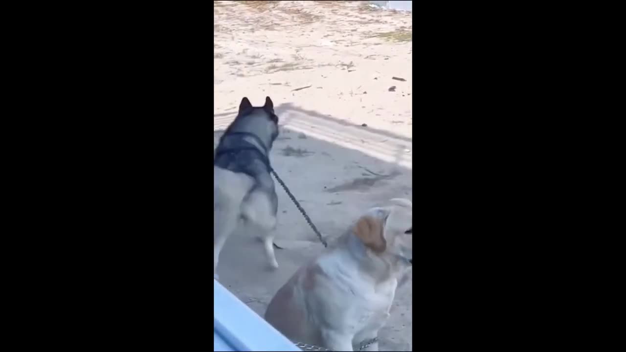 Funny animals - Funny cats/ dogs - Funny animal videos 2023 - Part 14 /Haypyy Pett