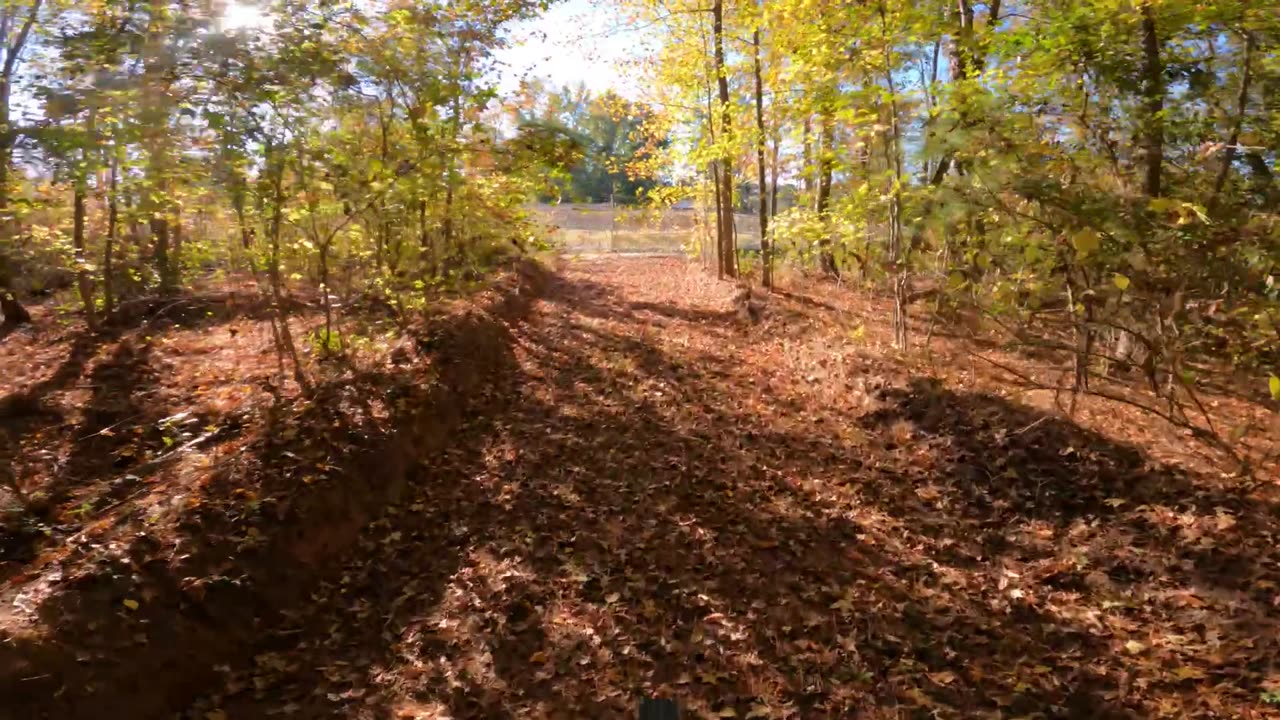 Beautiful Fall Forrest