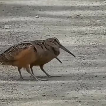 Woodcocks crossing the road, they actually dance cha-cha - chá!!! 😄😄😄