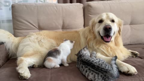 Cute Baby Kittens think the Golden Retriever is their Mother