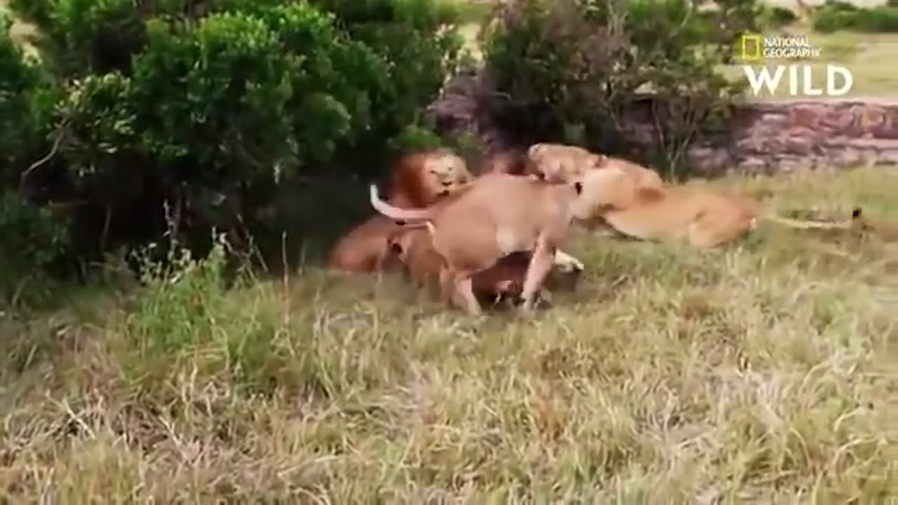 "Two Lions Engage in Violent Confrontation"