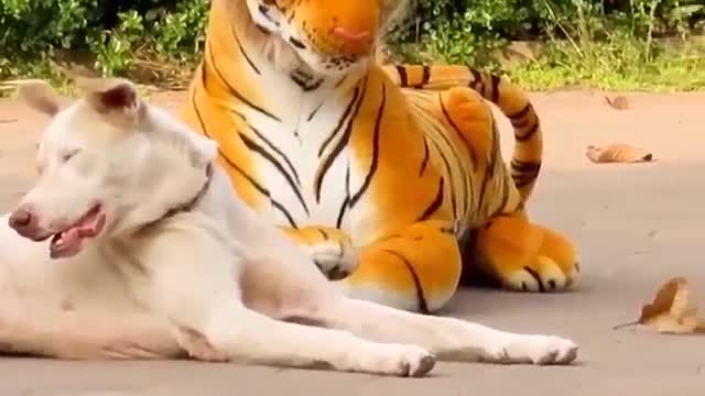 Funny Prank Fake Tiger Vs Dog