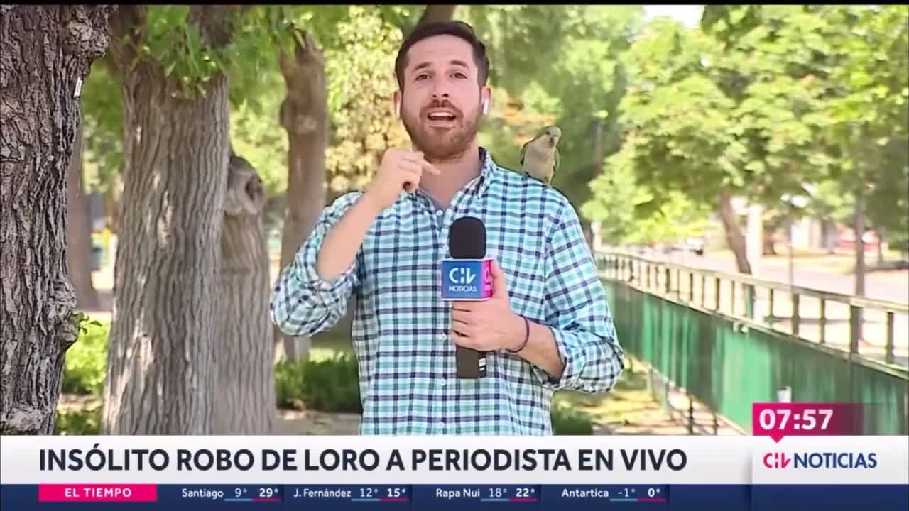 Papagaio rouba, ao vivo, fone de ouvido de repórter de TV no Chile