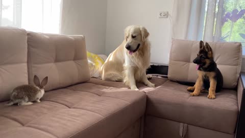 Golden Retriever and German Shepherd Puppy Meet New Baby Rabbit
