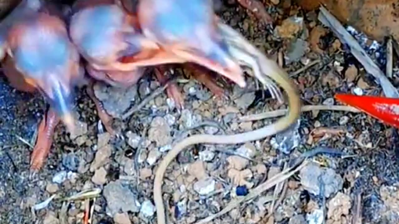 The Circle of Life: A Bird's Journey in Feeding Its Young