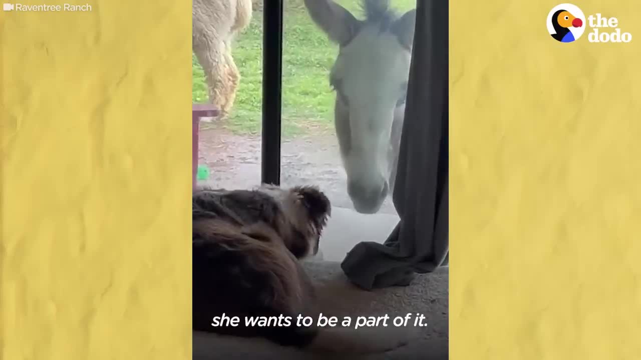 Mini Donkey Is Total Chaos And Her Puppy Friend Loves It | The Dodo Odd Couples