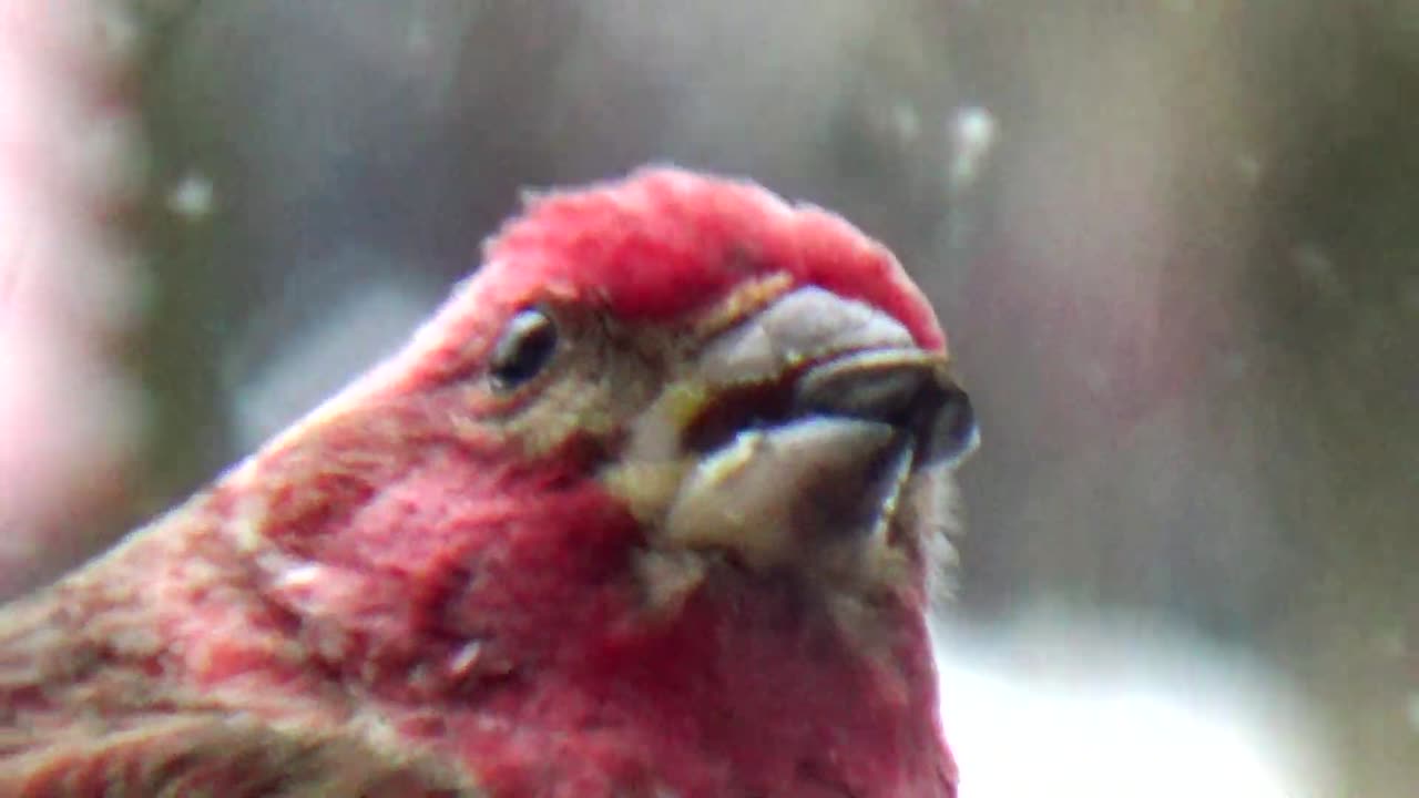 Purple Finch