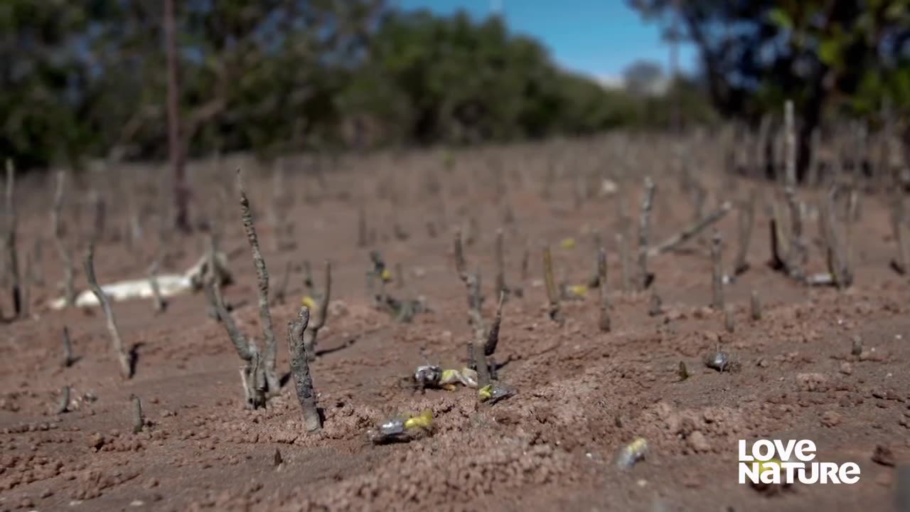 Australia 🌏 is an home for the electric ⚡ array of creature,