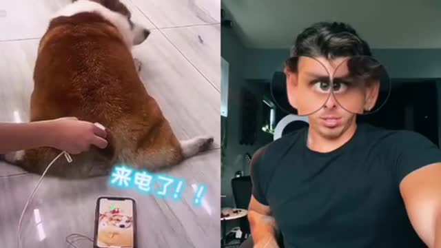 Is the dog cute#dogsound #funnydogsoftiktok 🥰🥰🥰🥰🥰#funny #foryou