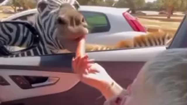 Feeding a zebra