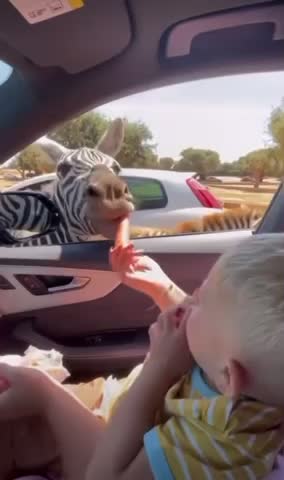 Feeding a zebra