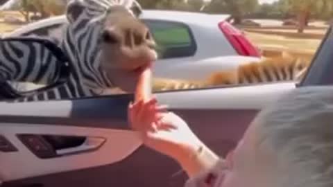 Feeding a zebra