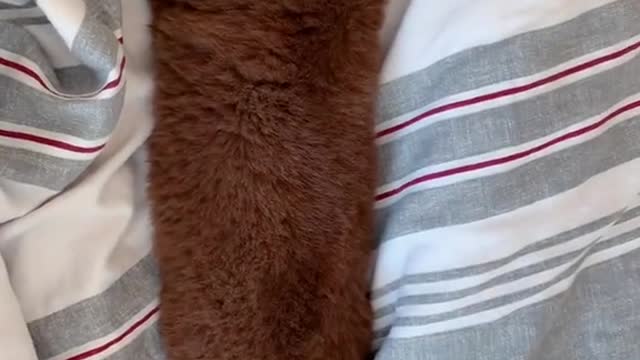 It’s a no bones day