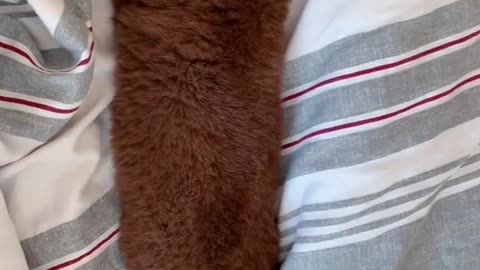 It’s a no bones day