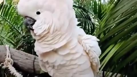 white Macaw