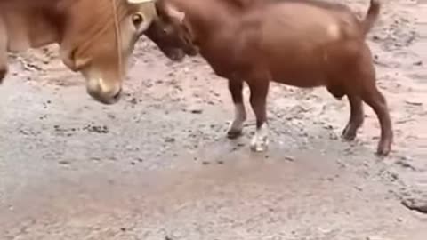 Goat vs cow