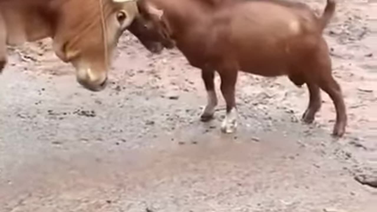 Goat vs cow