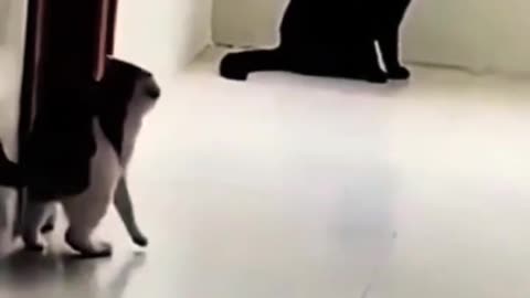 Funny cat - funny animals video