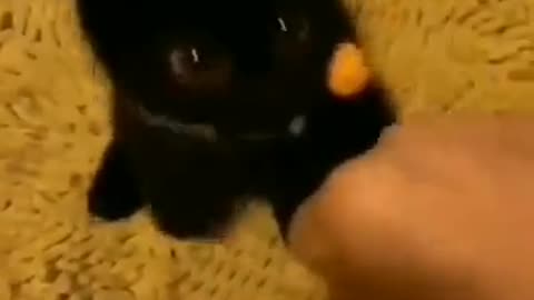 So Cute!