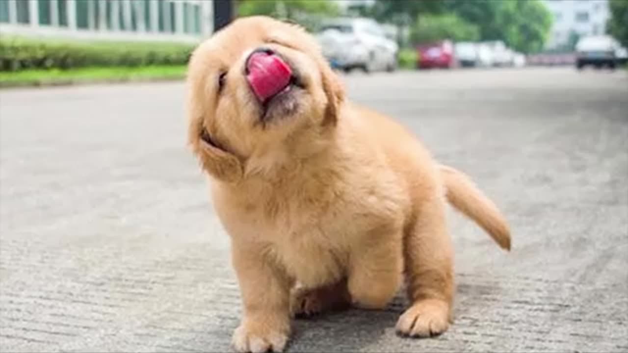 These Golden Retriever PUPPIES will make you LAUGH your HEAD OF 😁