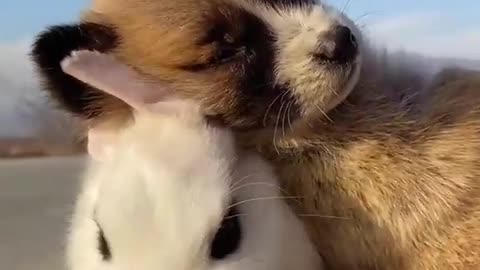 Muito fofo