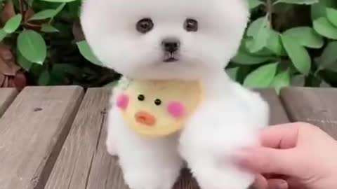 Amazing Baby Dog