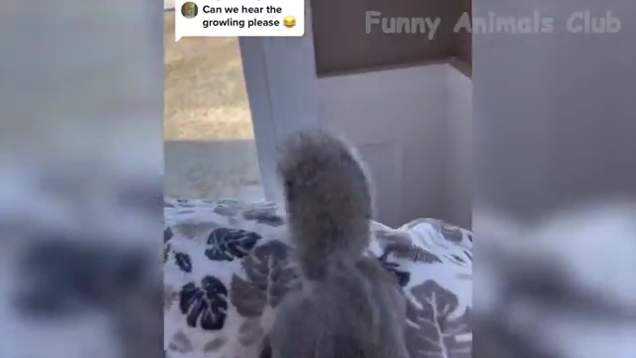 funny animal video😂😂🤣