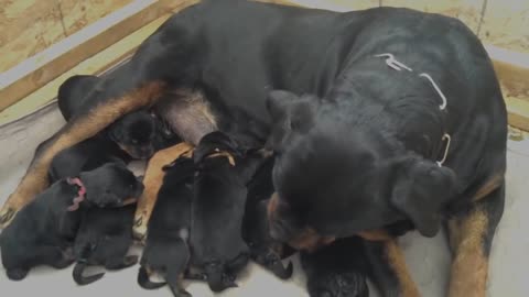 Rottweiler Puppies with Mom 1 week old