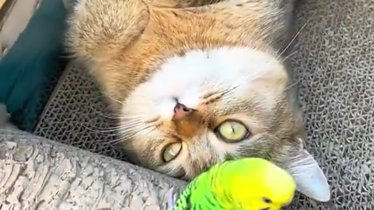 cats playing with birds